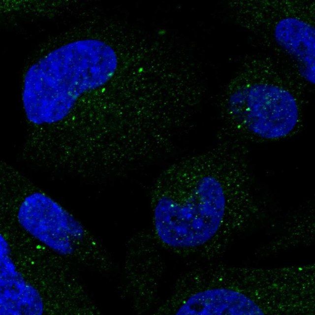Anti-SMIM3 antibody produced in rabbit