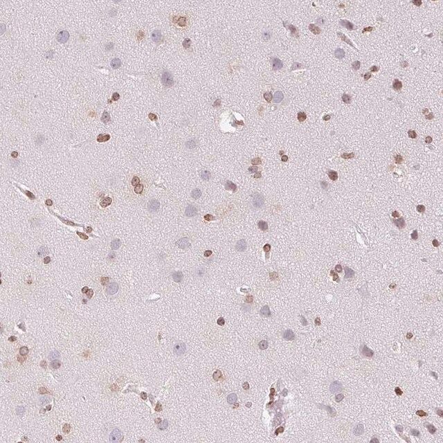 Anti-SMIM12 antibody produced in rabbit