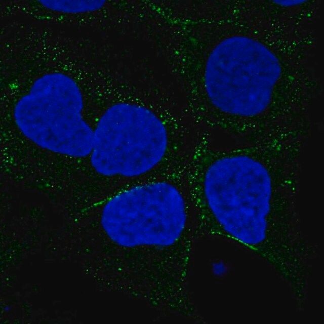 Anti-SMIM8 antibody produced in rabbit