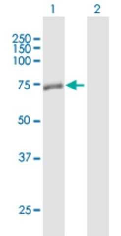 Anti-SMPD3 antibody produced in mouse