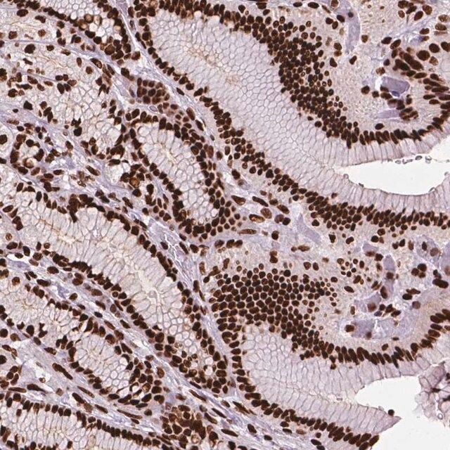 Anti-SMIM5 antibody produced in rabbit