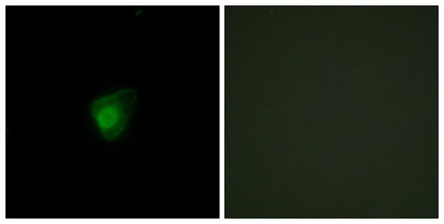 Anti-SMG7 antibody produced in rabbit