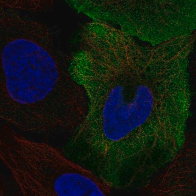 Anti-SMPX antibody produced in rabbit