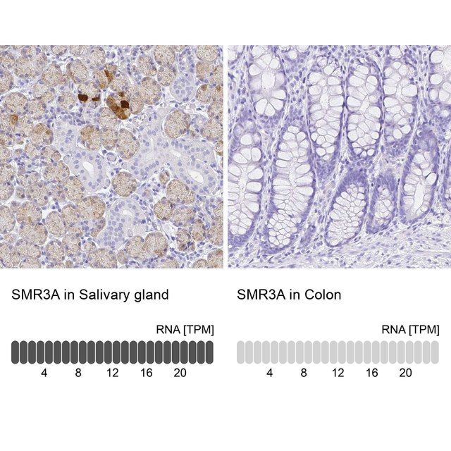 Anti-SMR3A antibody produced in rabbit