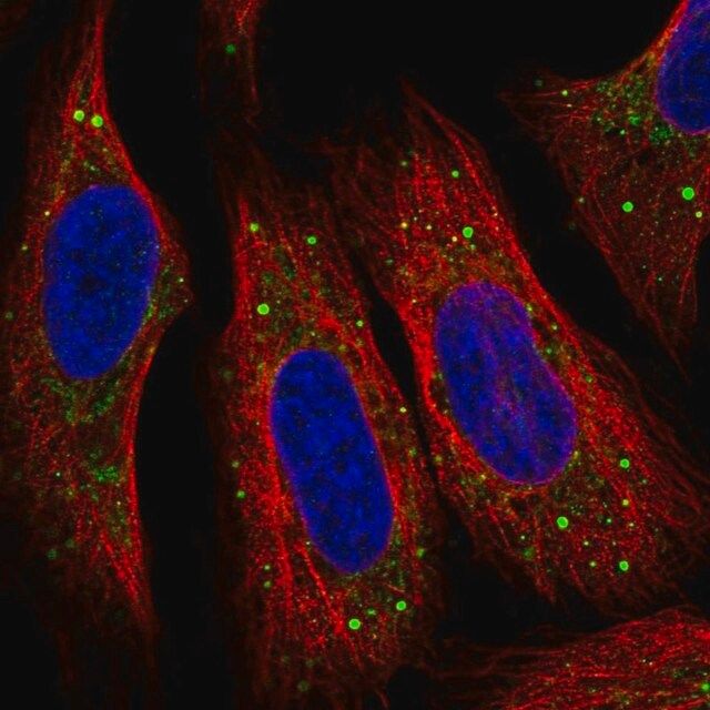 Anti-SMIM5 antibody produced in rabbit