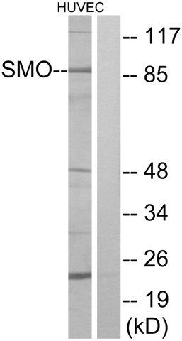 Anti-SMO antibody produced in rabbit