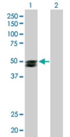 Anti-SMPDL3B antibody produced in rabbit