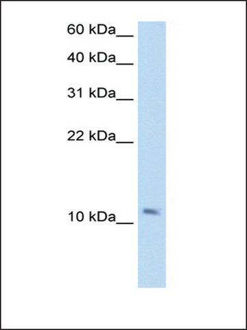 Anti-SMPX antibody produced in rabbit