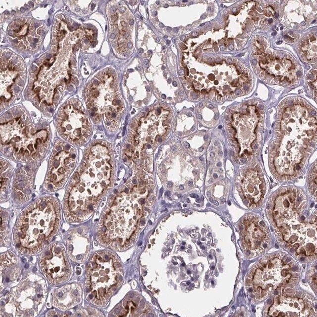 Anti-SMIM1 antibody produced in rabbit