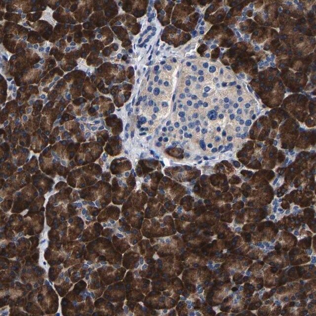 Anti-SLC12A2 antibody produced in rabbit