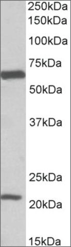 Anti-SLC1A3 antibody produced in goat