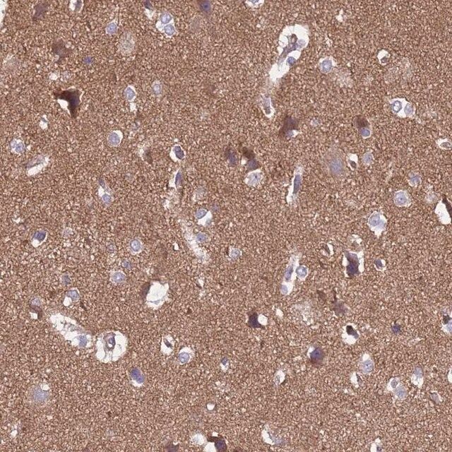 Anti-SGIP1 antibody produced in rabbit