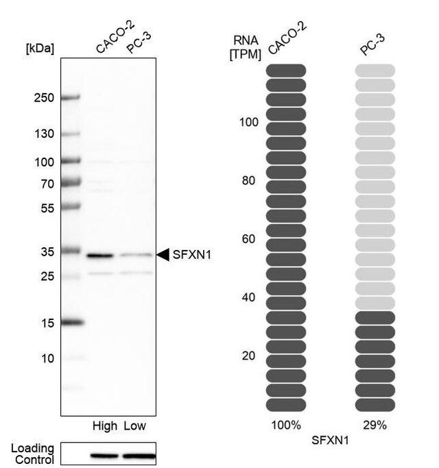 Anti-SFXN1 antibody produced in rabbit