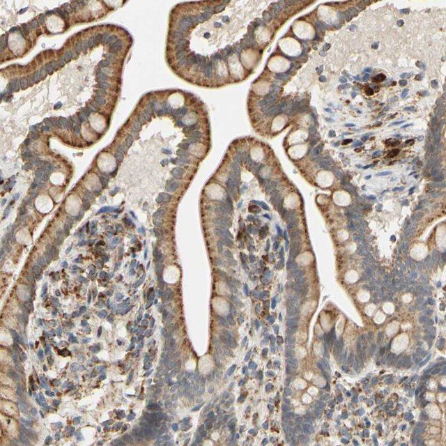 Anti-SFXN3 antibody produced in rabbit