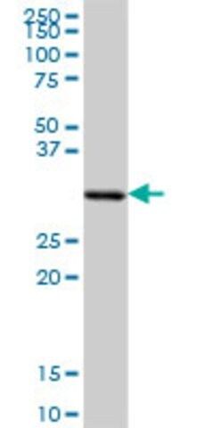 Anti-SFXN1 antibody produced in mouse