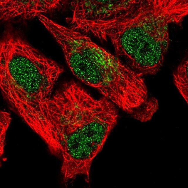 Anti-SFXN5 antibody produced in rabbit