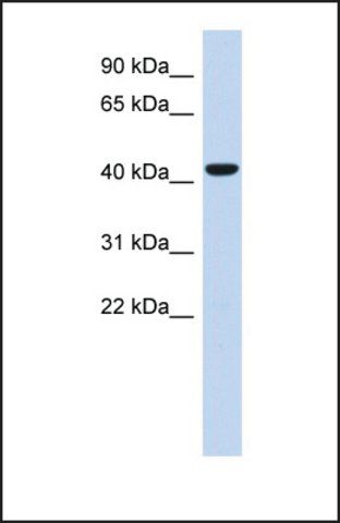 Anti-SGMS2, (N-terminal) antibody produced in rabbit