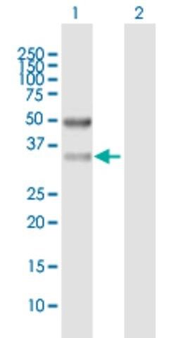 Anti-SFXN3 antibody produced in mouse