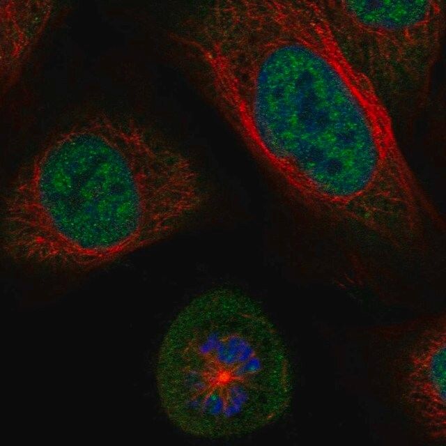 Anti-SGO1 antibody produced in rabbit
