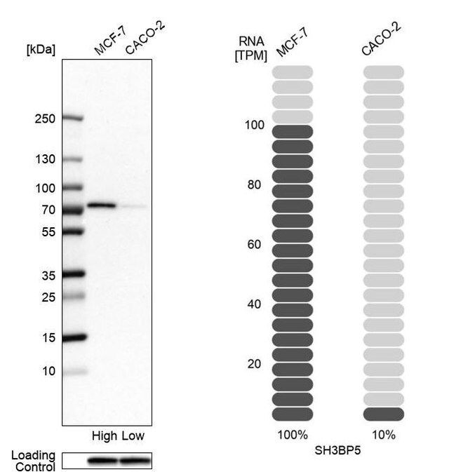 Anti-SH3BP5 antibody produced in rabbit