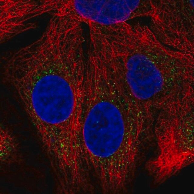 Anti-SH2B1 antibody produced in rabbit