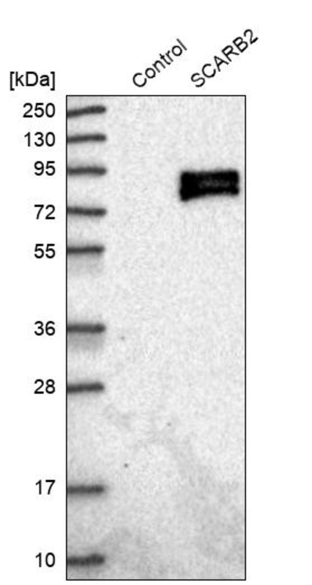 Anti-SCARB2 antibody produced in rabbit