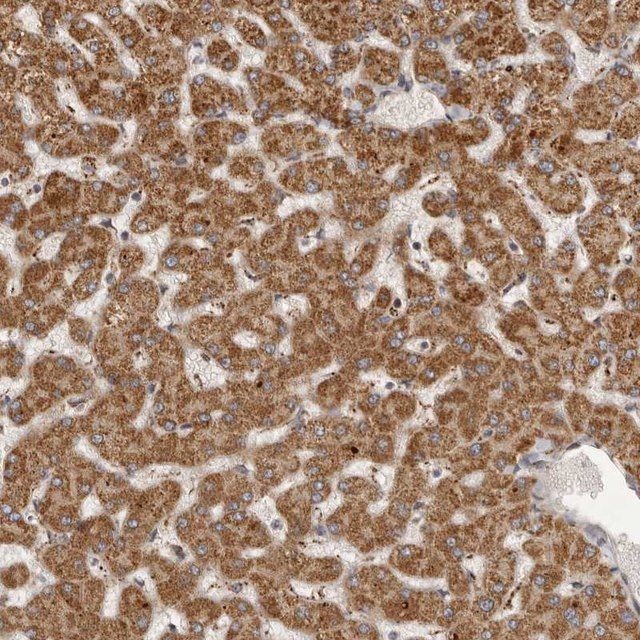Anti-SEMA3A antibody produced in rabbit