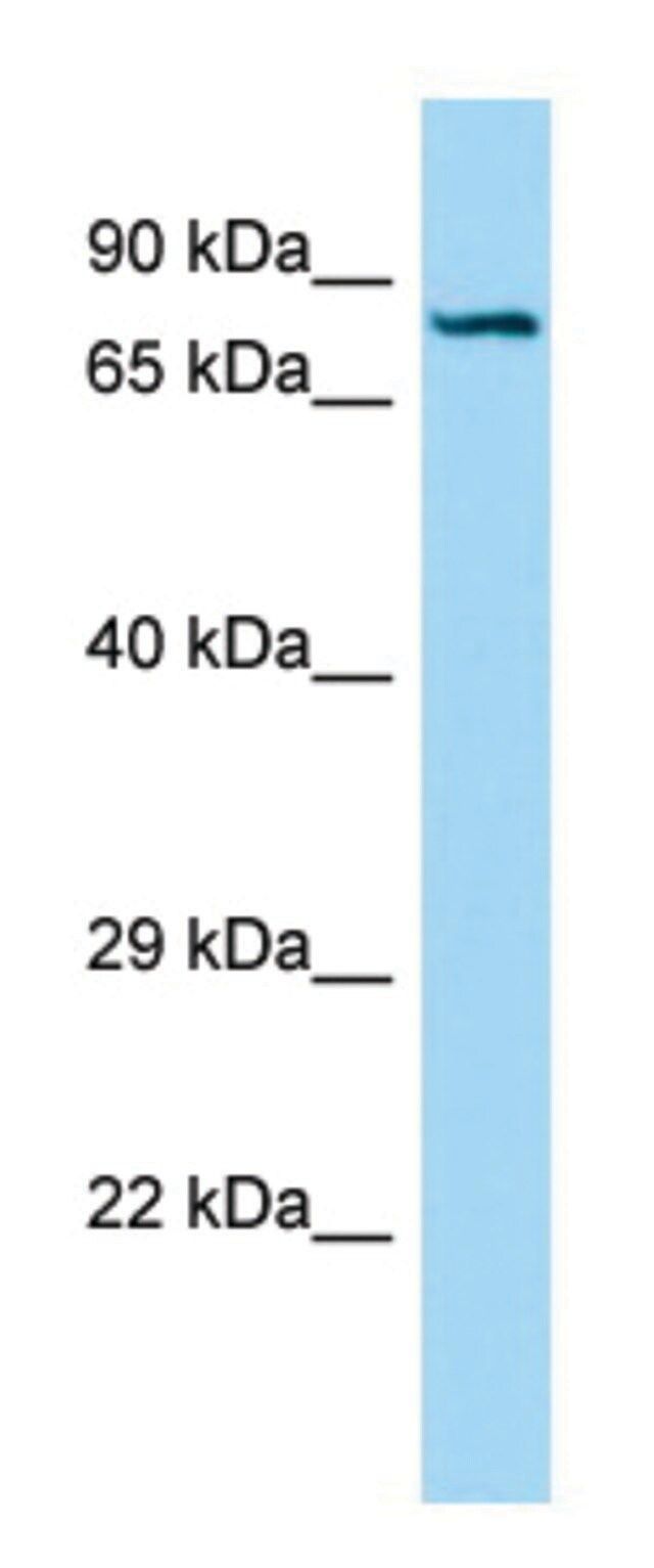 Anti-SEMA7A (C-terminal) antibody produced in rabbit