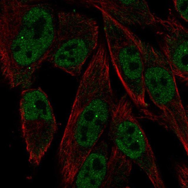 Anti-RXRG antibody produced in rabbit