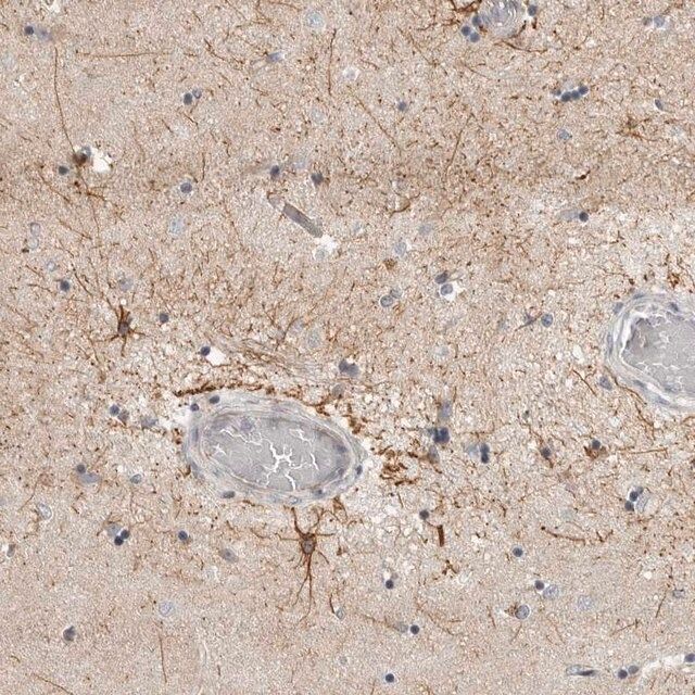 Anti-RXFP3 antibody produced in rabbit