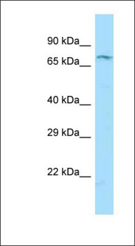 Anti-RXFP2 antibody produced in rabbit