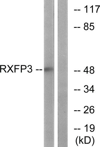 Anti-RXFP3 antibody produced in rabbit