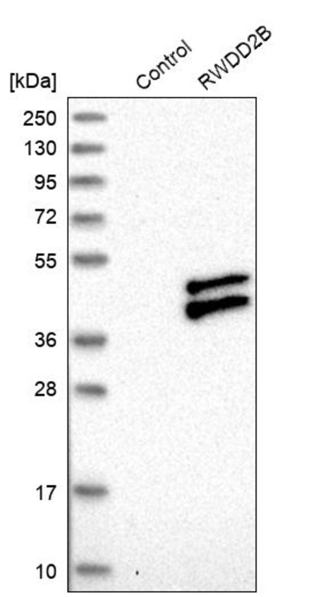Anti-RWDD2B antibody produced in rabbit