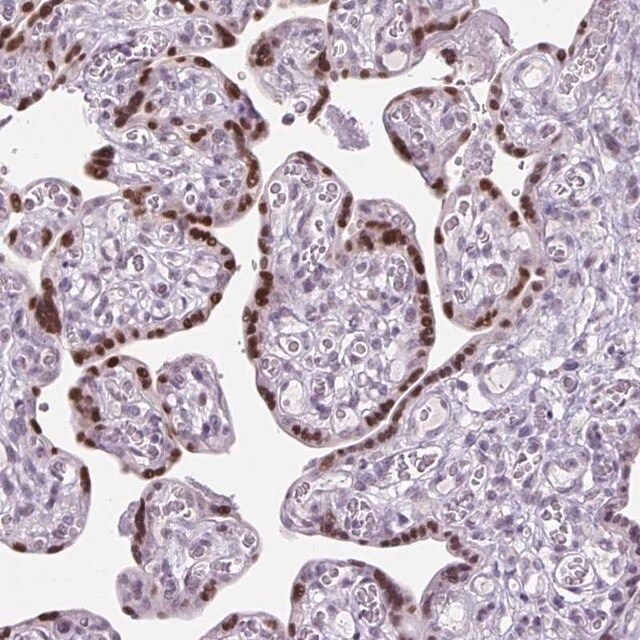 Anti-RYBP antibody produced in rabbit