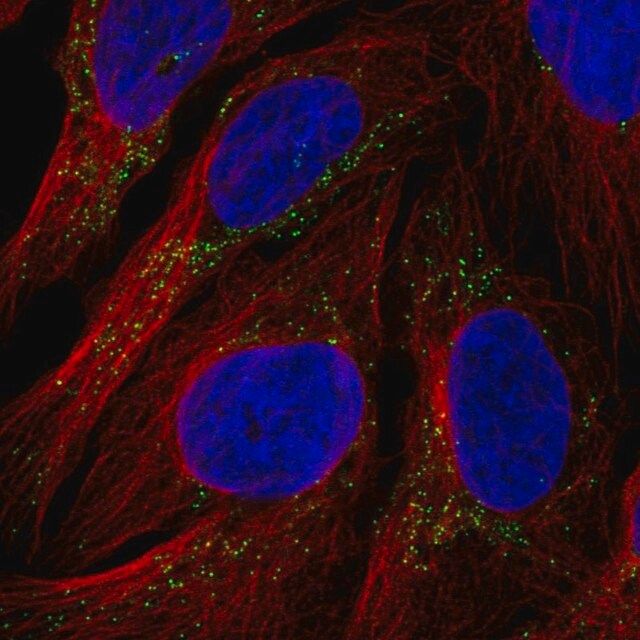 Anti-RYR3 antibody produced in rabbit