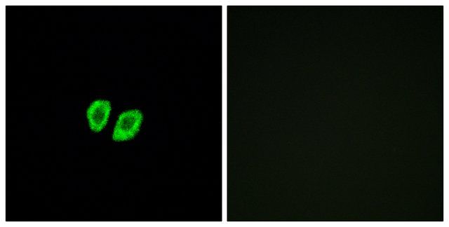 Anti-RXFP4 antibody produced in rabbit