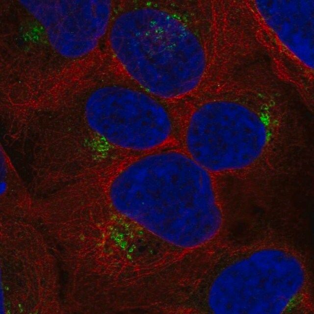Anti-RYK antibody produced in rabbit