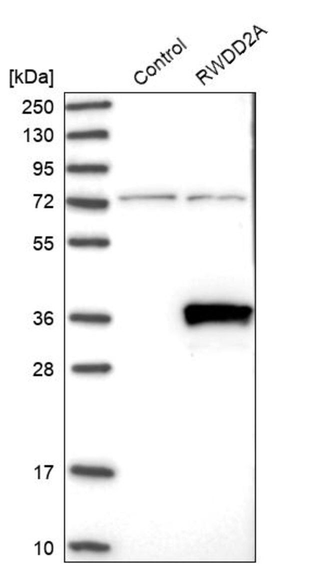 Anti-RWDD2A antibody produced in rabbit
