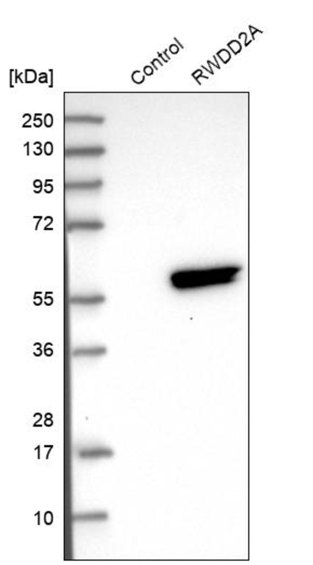 Anti-RWDD2A antibody produced in rabbit
