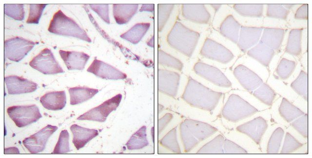 Anti-S6 Ribosomal Protein, C-Terminal antibody produced in rabbit
