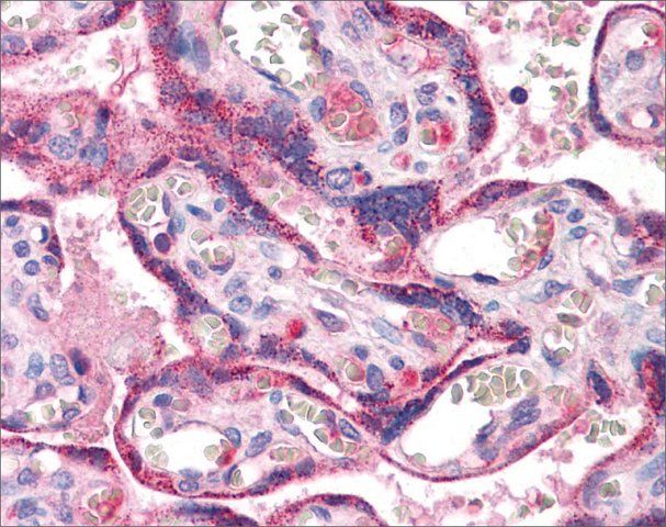 Anti-RYBP antibody produced in rabbit