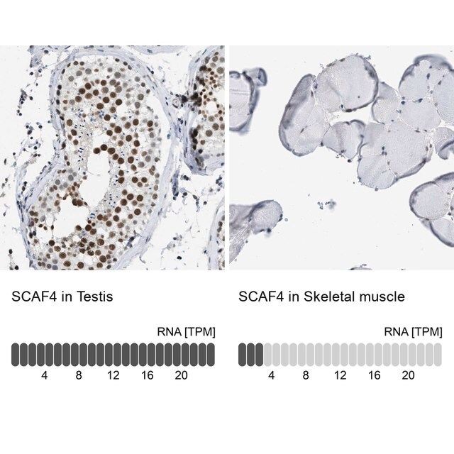 Anti-SCAF4 antibody produced in rabbit