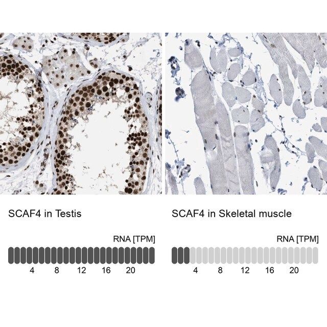 Anti-SCAF4 antibody produced in rabbit