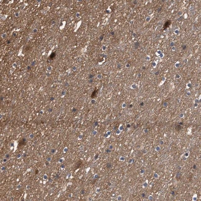 Anti-SCAI antibody produced in rabbit