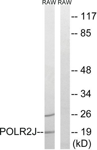 Anti-RPB11 antibody produced in rabbit
