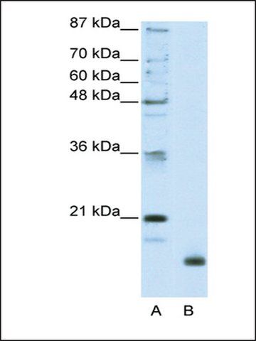 Anti-RPL32 antibody produced in rabbit