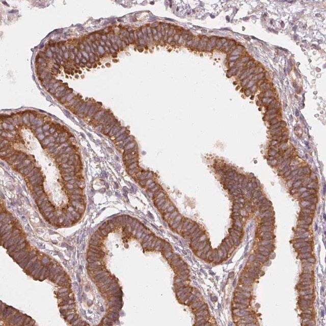 Anti-RPL24 antibody produced in rabbit