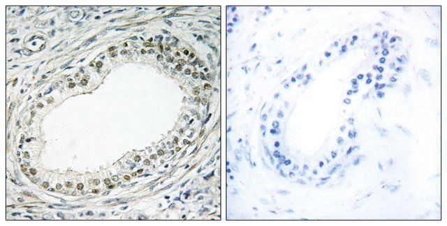 Anti-RPL36 antibody produced in rabbit