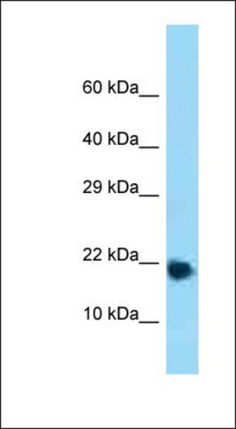 Anti-RPL32 antibody produced in rabbit