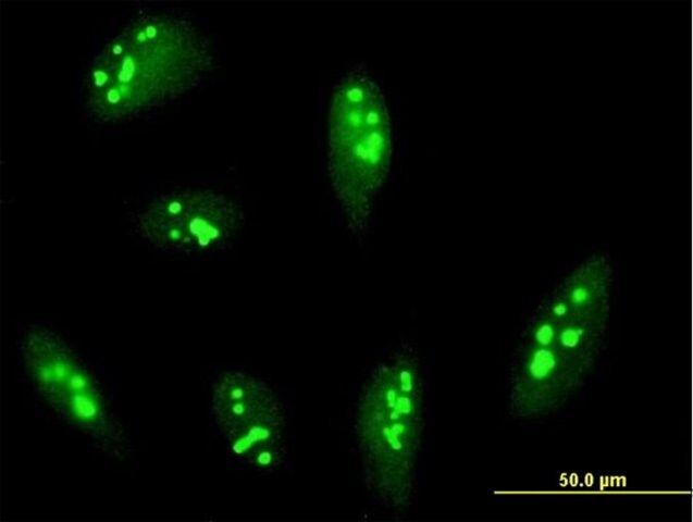 Anti-RRP12 antibody produced in mouse